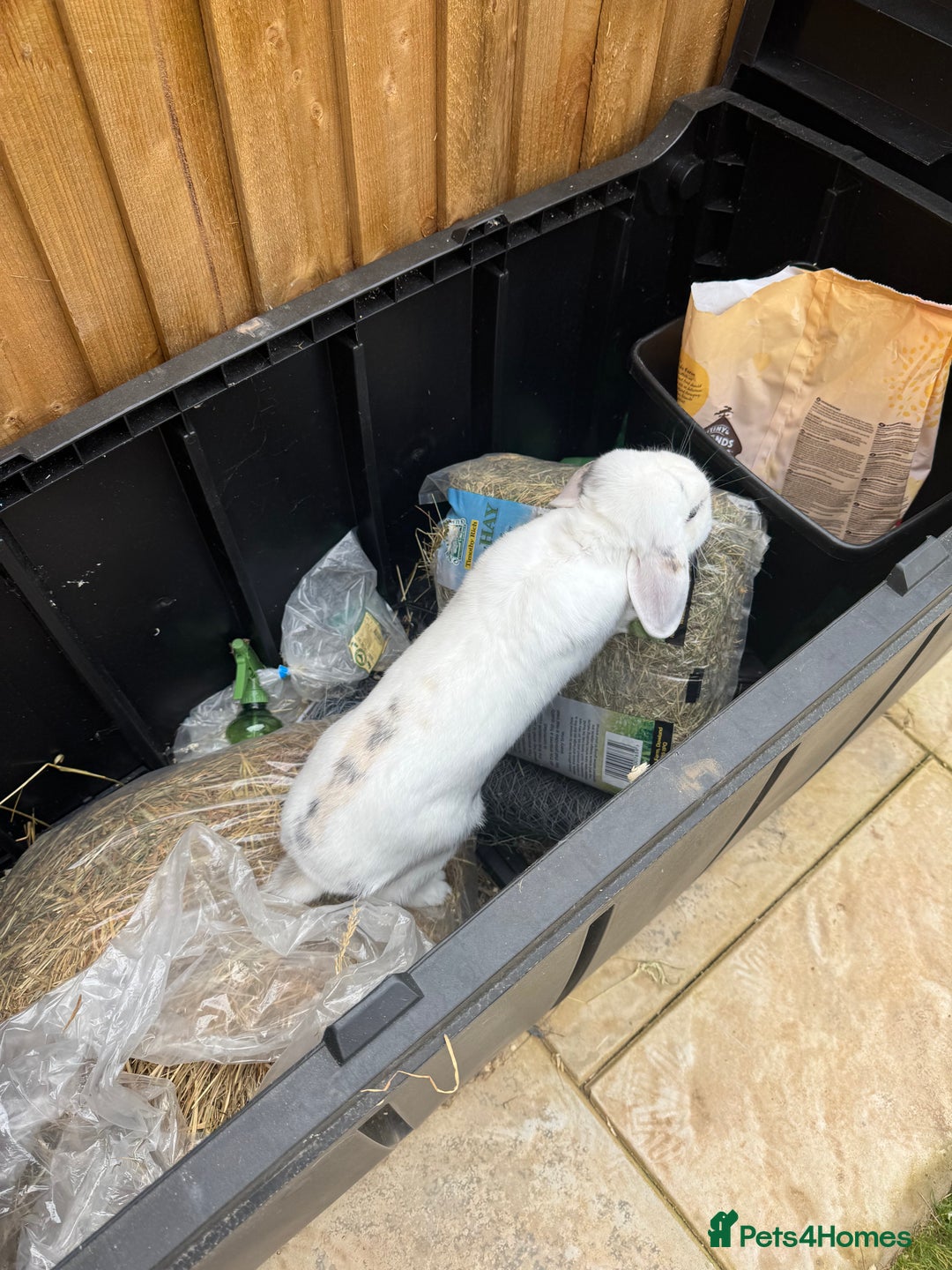 English rabbits for sale: White male rabbit  - Image 3