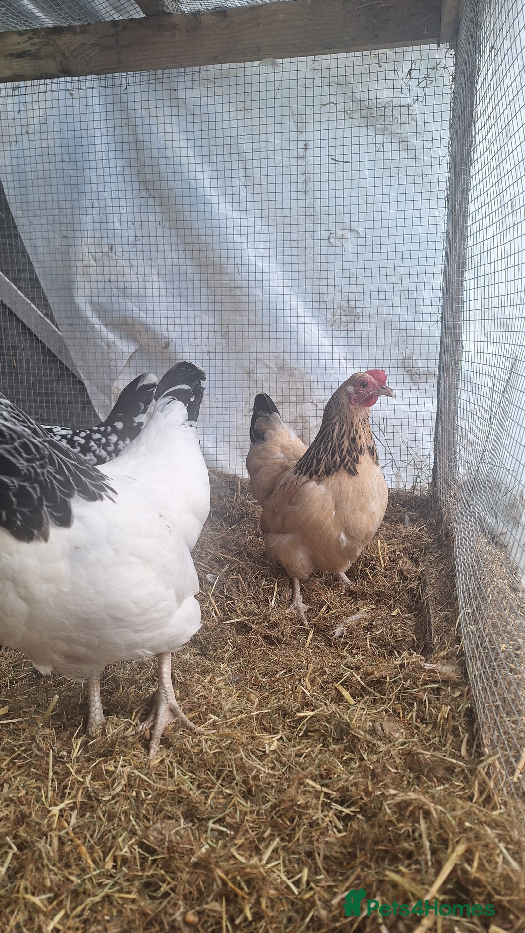Chickens poultry for sale: Three sussex bantam hens - Image 2