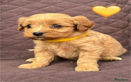 Cavapoo dogs for sale: ✨ Gorgeous F1 Cavapoo Puppies ✨ - Image 4