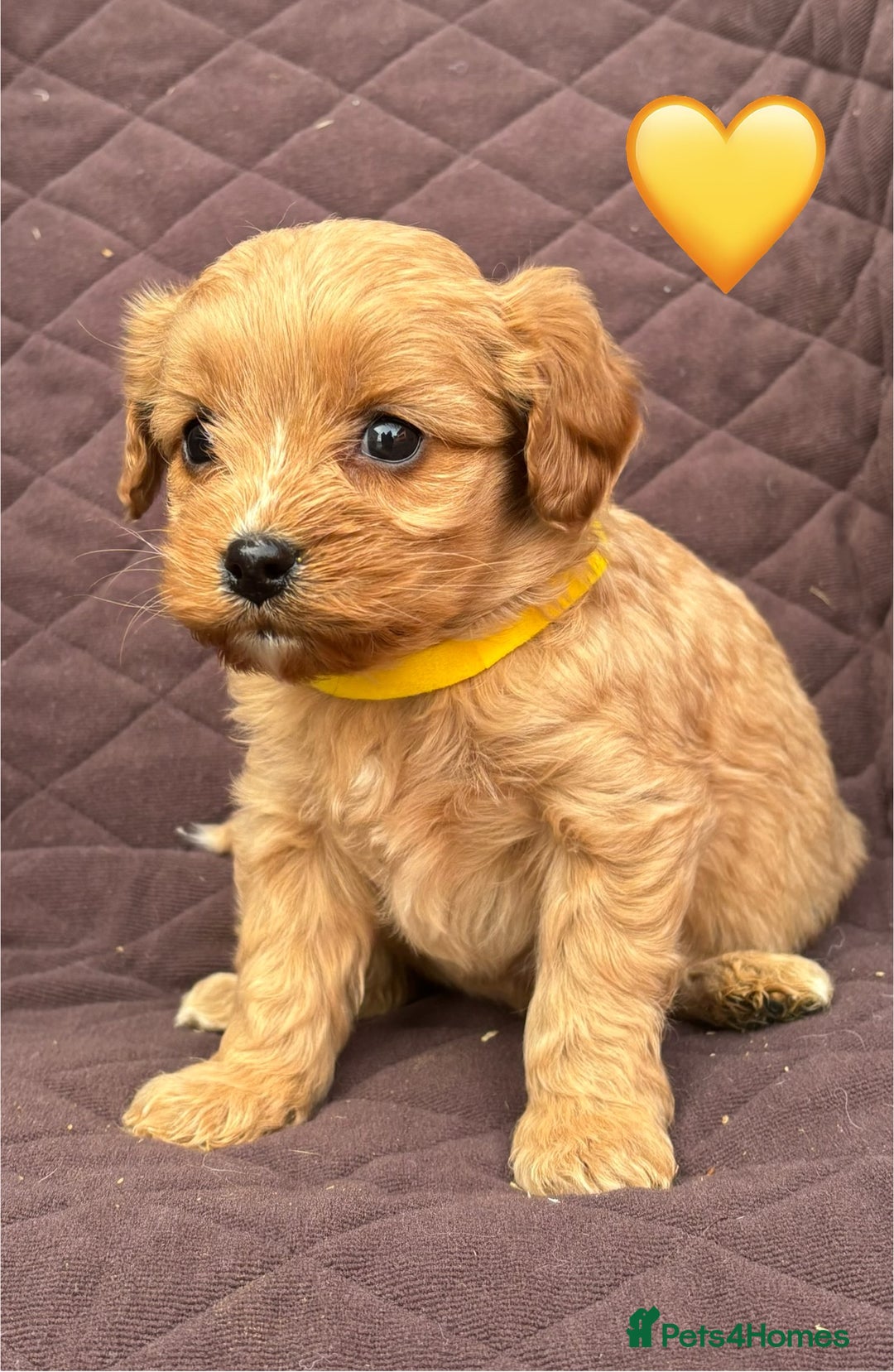 Cavapoo dogs for sale: ✨ Gorgeous F1 Cavapoo Puppies ✨ - Image 4