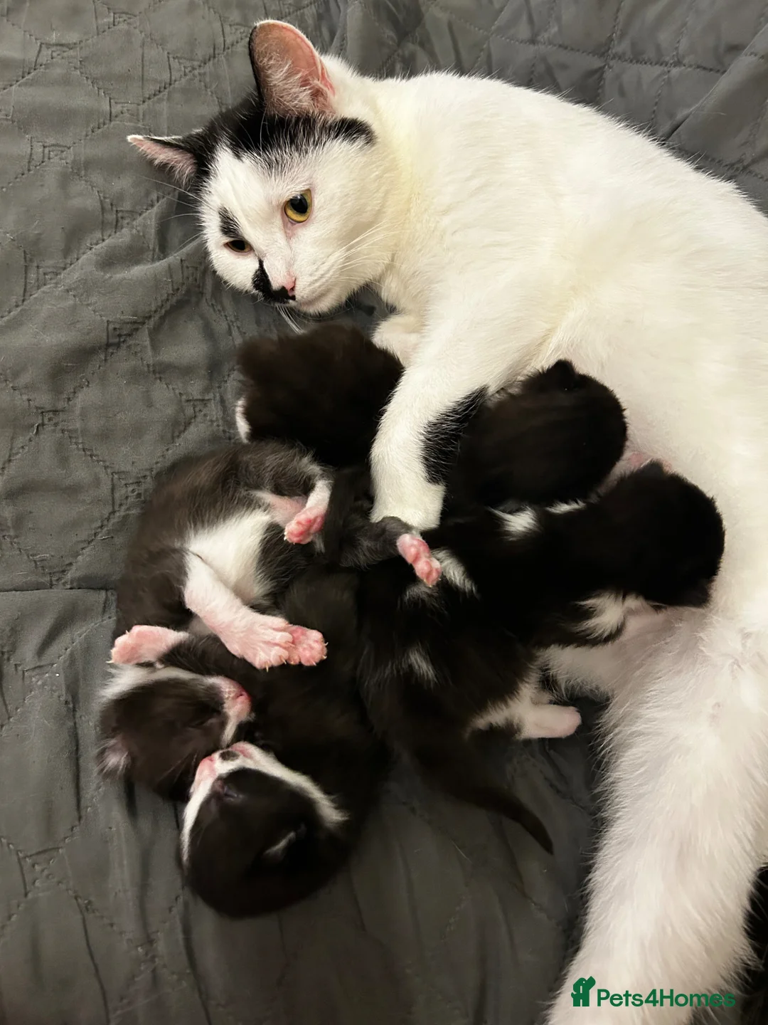 Domestic Shorthair cats for sale: Black and white kittens in Abingdon - Advert 1