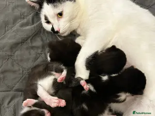 Domestic Shorthair cats Black and white kittens - Advert 17
