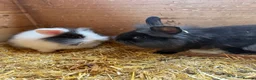 Mini Lion Lop rabbits for sale: Baby Rabbits for sale  - Advert 15