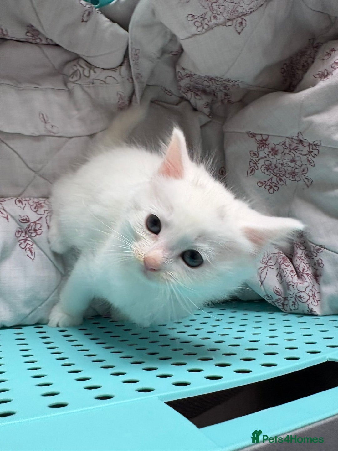 Ragdoll cats for sale: Ragdoll mix kittens  - Image 4