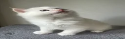 Siberian cats for sale: Save and check for next litter.  Siberian - Advert 14