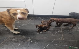 Mixed Breed dogs for sale: Cute little princess  - Image 14