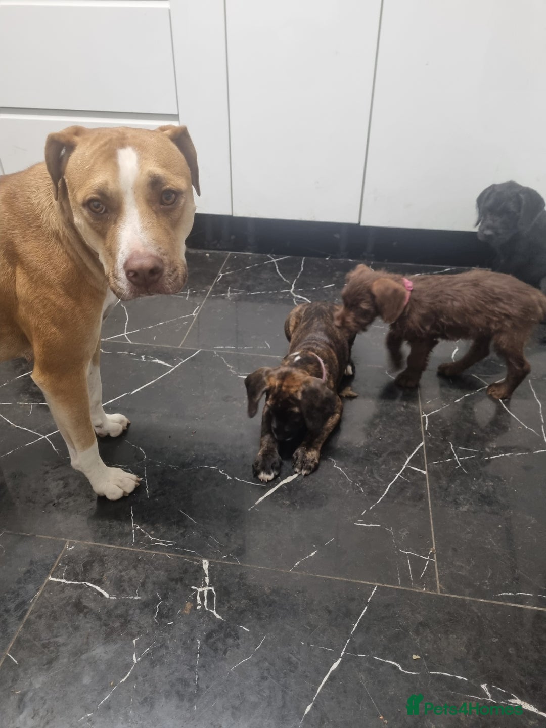 Mixed Breed dogs for sale: Cute little princess  - Image 14