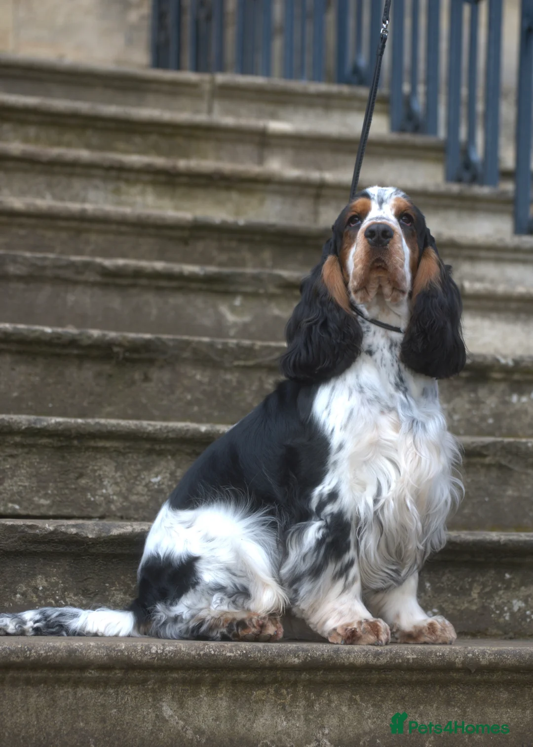 Cocker Spaniel dogs for stud: Show Cocker, Blue Roan and Tan (Stud Service Only) in Doncaster - Advert 8