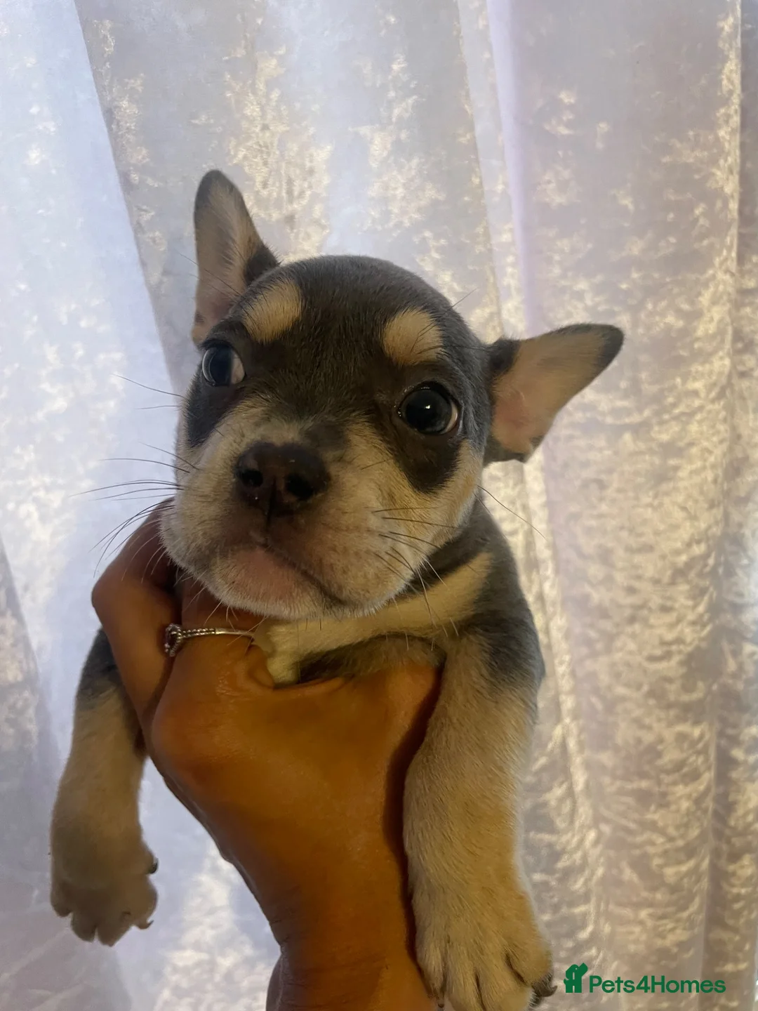 Mixed Breed dogs for sale: Bully cross  - Advert 4