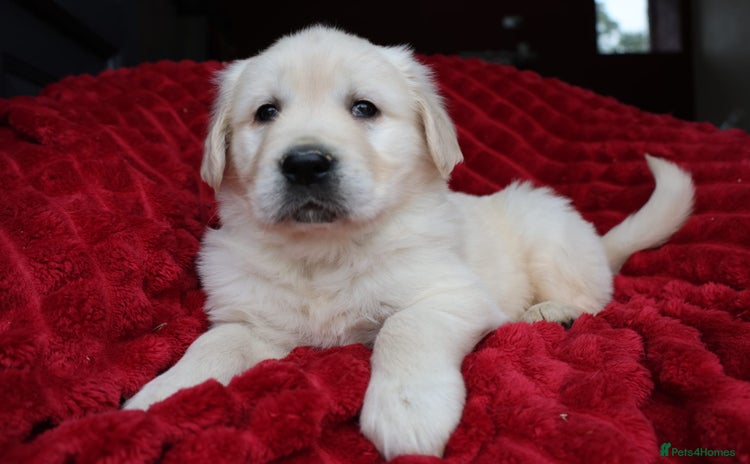 Golden Retriever dogs - Advert 3