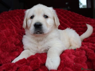 Golden Retriever dogs - Advert 4