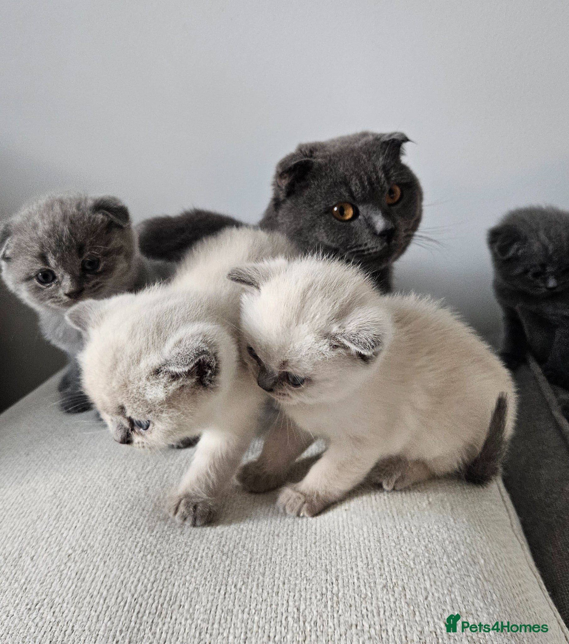 British Shorthair cats 🐱British Shorthair x Scottish Fold Kittens 👑✨️ - Advert 1