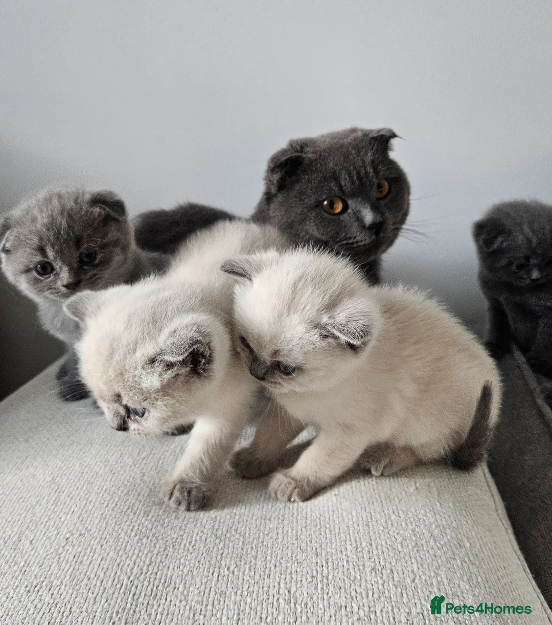 British Shorthair cats for sale: 🐱British Shorthair x Scottish Fold Kittens 👑✨️ - Advert 1