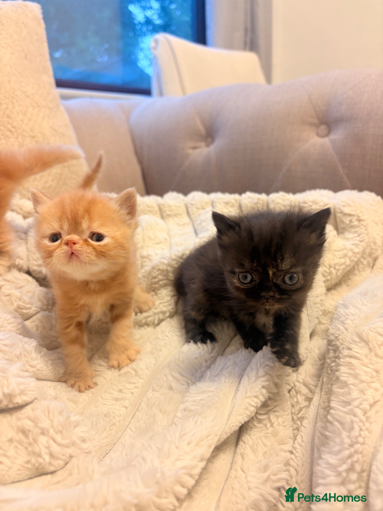 Persian cats Beautiful Persian/ Exotic kittens 🩵🩷 - Advert 2
