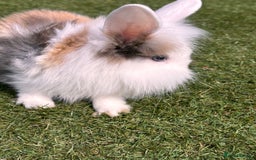 Lionhead rabbits for sale: Lionhead x lowered baby rabbits  - Image 11