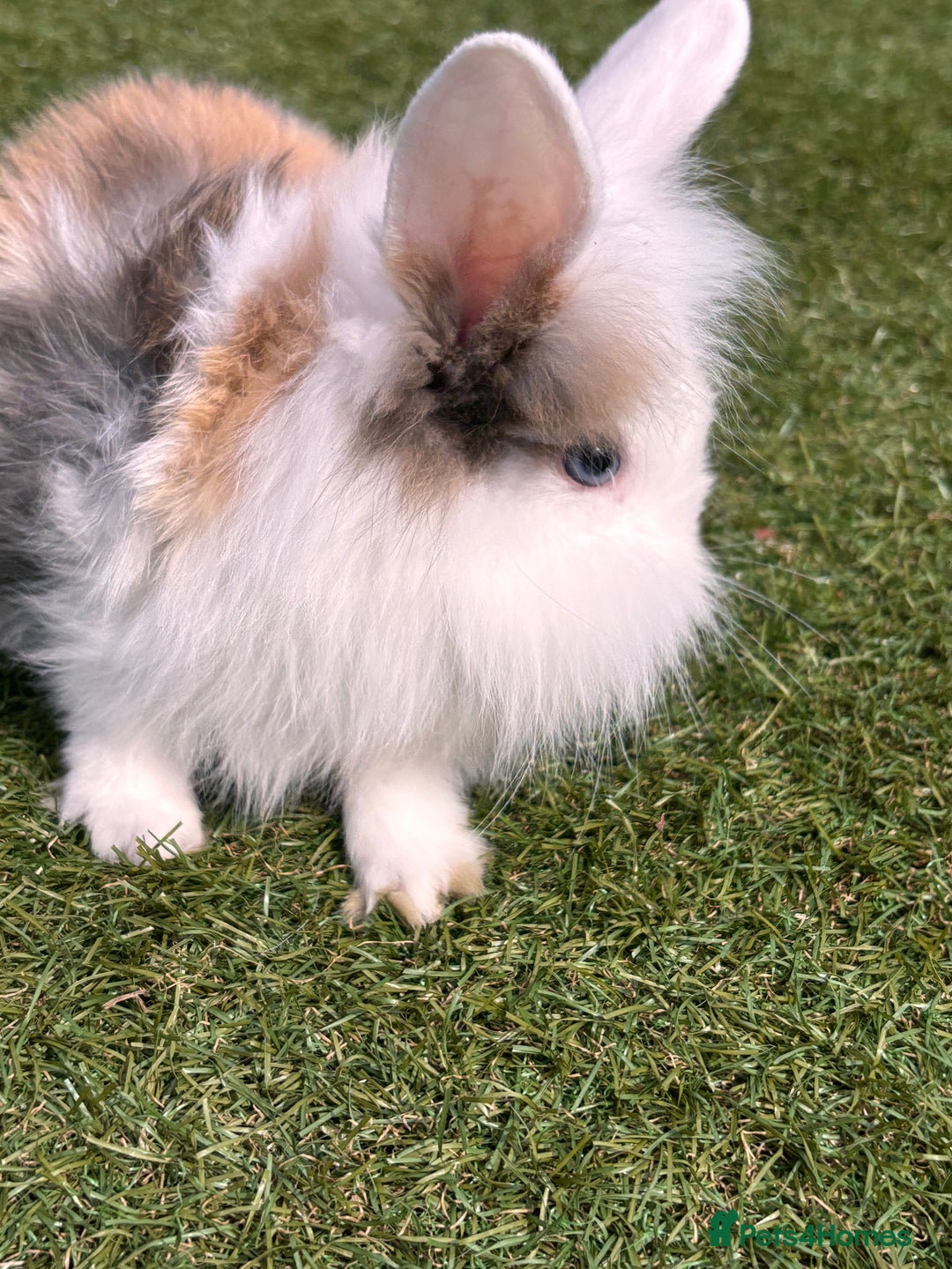 Lionhead rabbits for sale: Lionhead x lowered baby rabbits  - Image 11