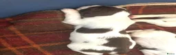 English Springer Spaniel dogs for sale: Beautiful litter of KC English Springer spaniel  - Advert 6