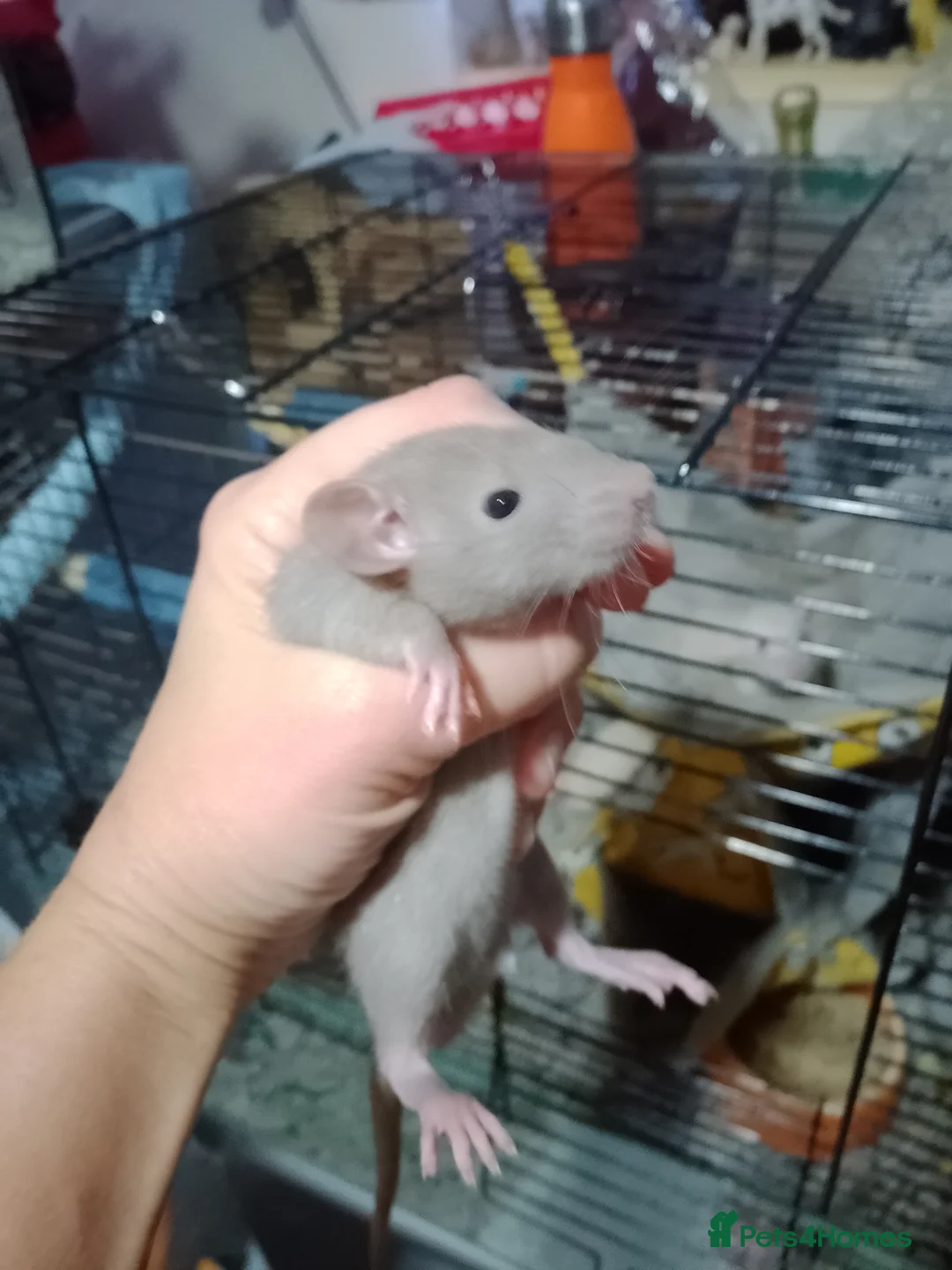 Rat rodents for sale: Dumbo baby rats  - Advert 2