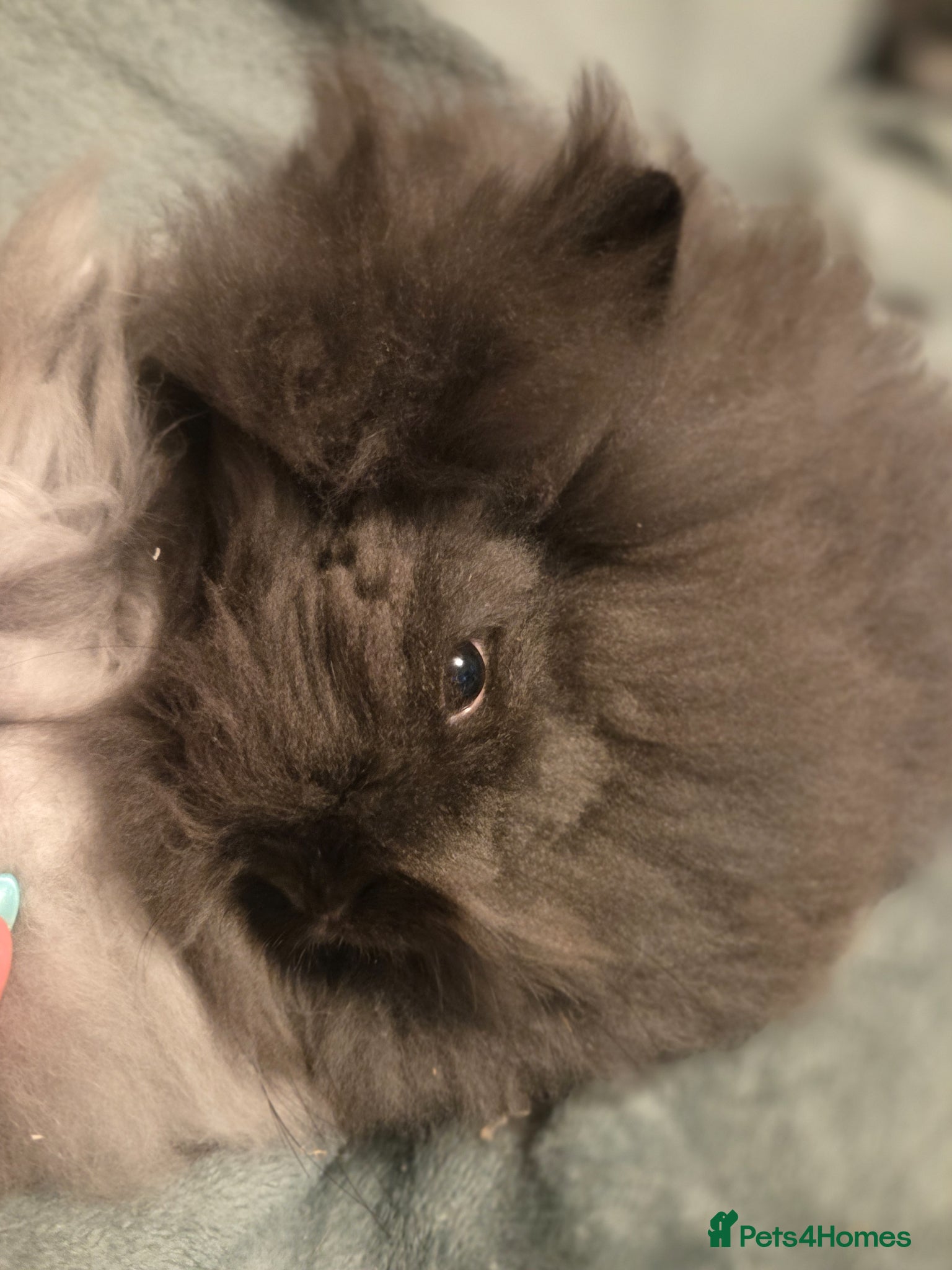 Angora rabbits Full Faced  Angoras 3 left - Advert 2