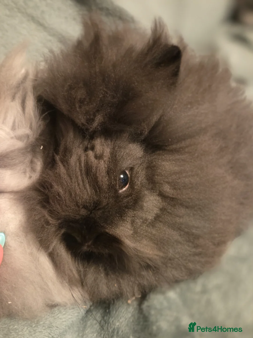 Angora rabbits for sale: Full Faced  Angoras 3 left - Advert 2
