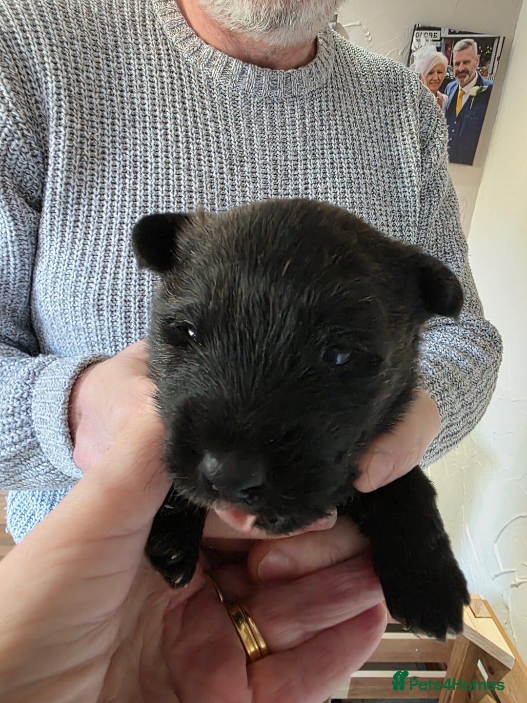 Mixed Breed dogs for sale: Scoland terriers  - Advert 6