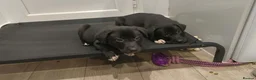 Mixed Breed dogs for sale: Last gorgeous girl looking for her forever home  - Advert 3