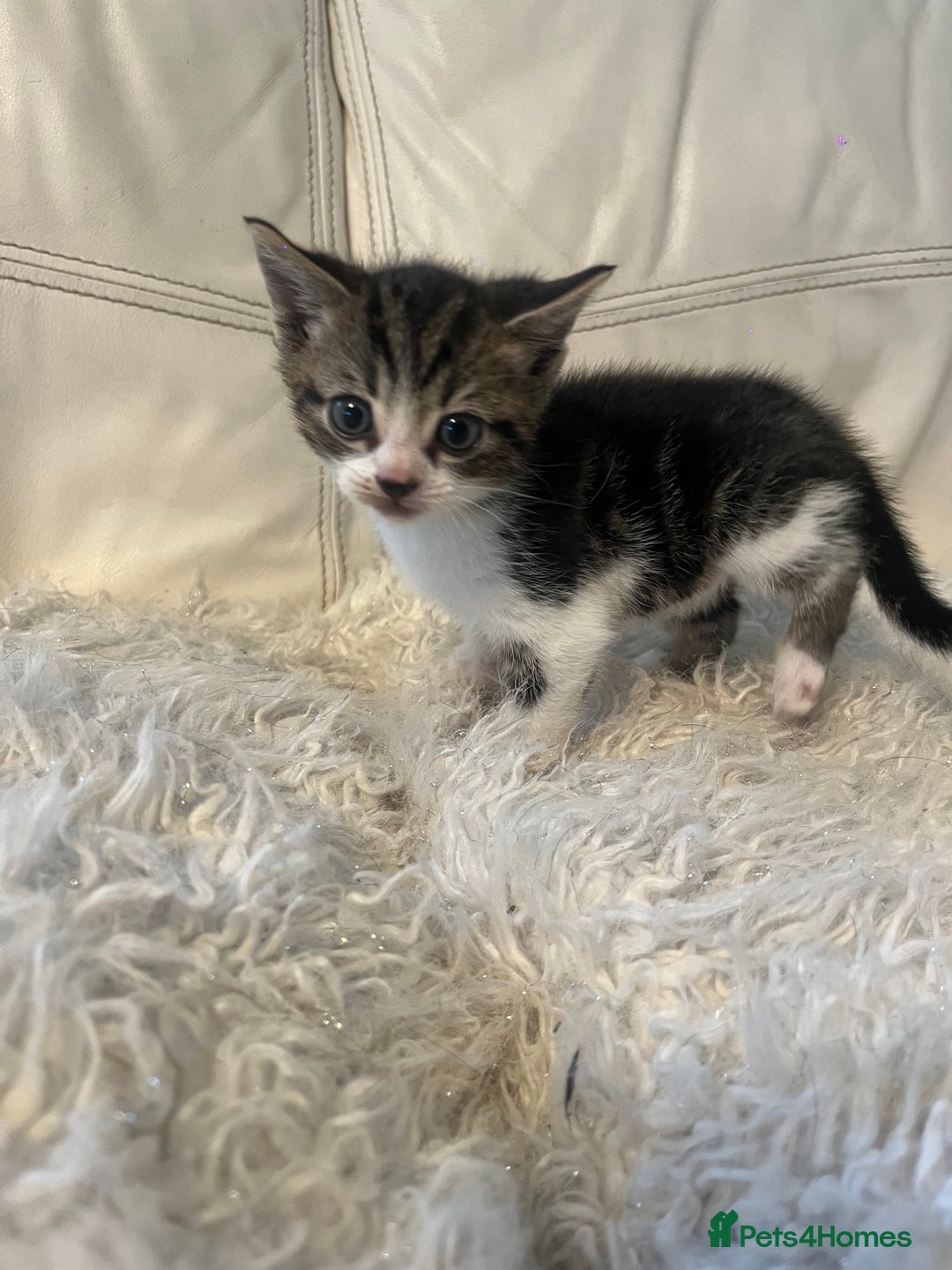 Mixed Breed cats for sale: 3 Beutiful babies  - Advert 32