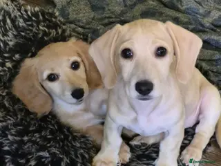 Dachshund dogs Kc Dachshund puppies - Advert 1