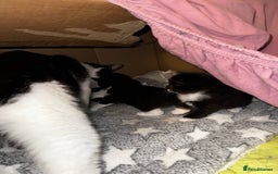 Domestic Shorthair cats for sale: 3 lovely black and white kittens - Image 3