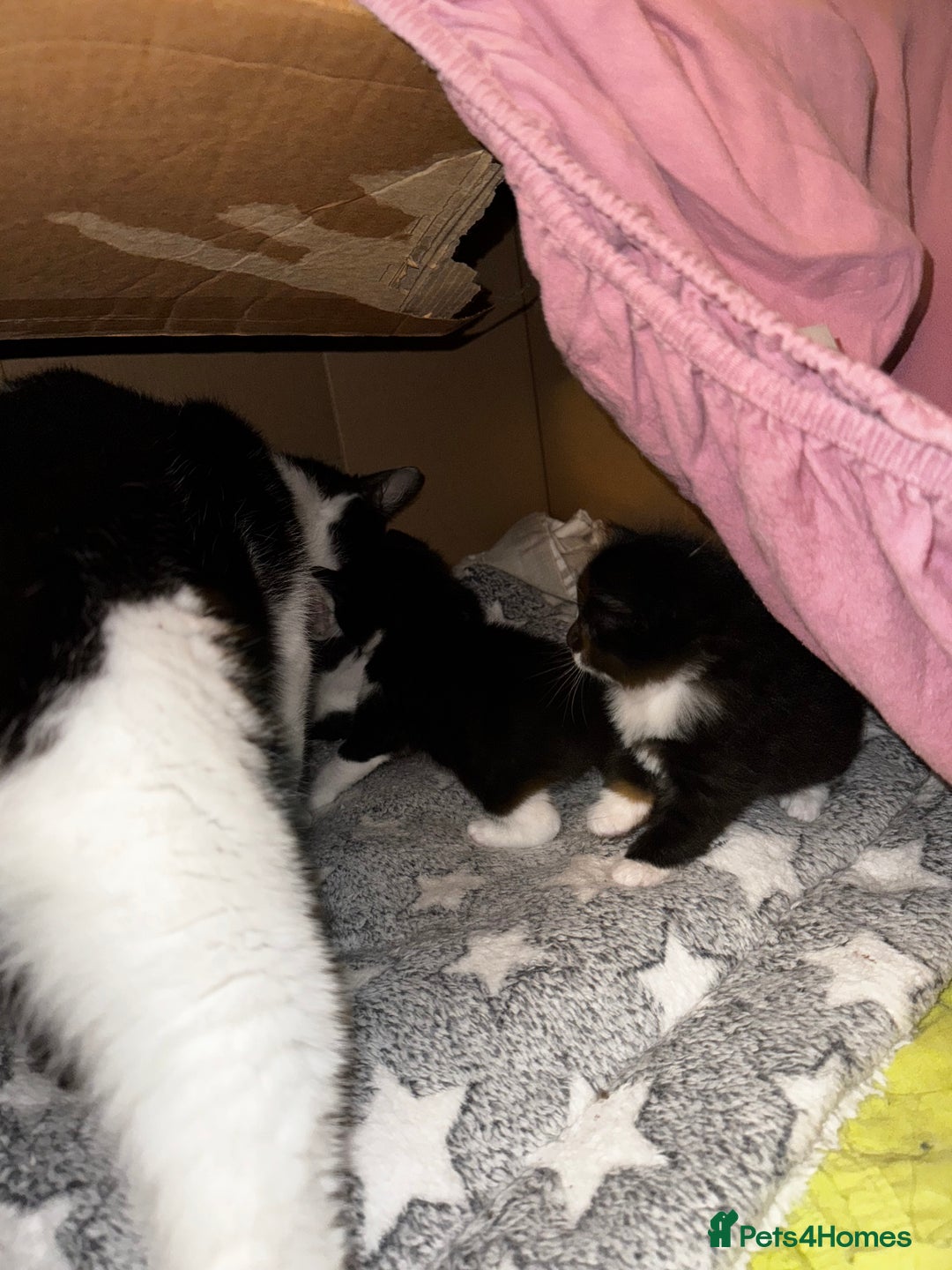 Domestic Shorthair cats for sale: 3 lovely black and white kittens - Image 3