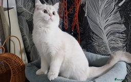 British Shorthair cats for sale: Pedigree British shorthair boy, Champion parents.  - Image 24