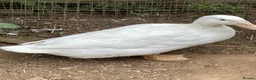 Mixed Breed poultry for sale: Chickens x 5 & 2 ducks in Sandy - Advert 3