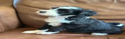 Tibetan Terrier dogs for sale: Beautiful Kc Registered Tibetan Terrier Puppies - Advert 26