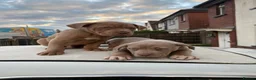 American Bully dogs for sale: Standard American Bullies  - Advert 5