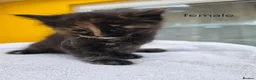 Mixed Breed cats for sale: 9 Gorgeous Kittens – 2 Litters, Ready 29 June in Milton Keynes - Advert 11