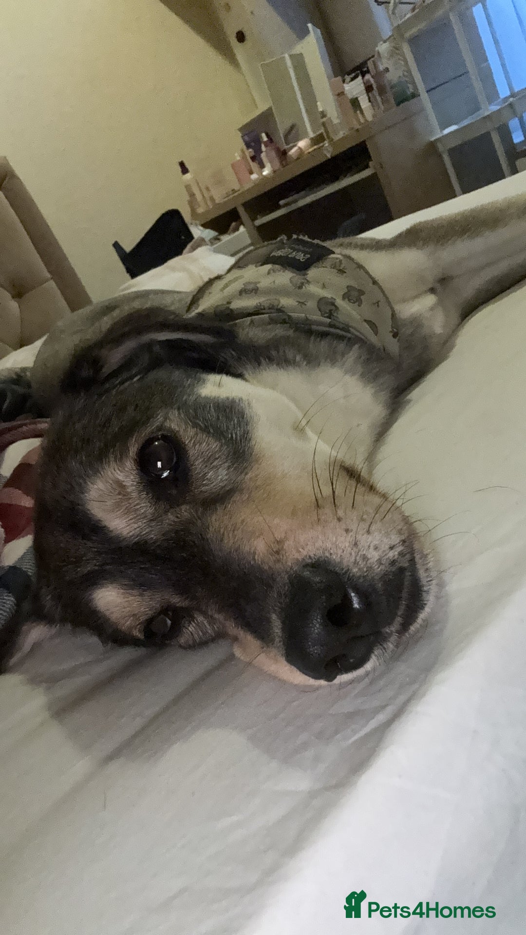 Mixed Breed dogs for sale: 3 year old husky lab  - Image 2