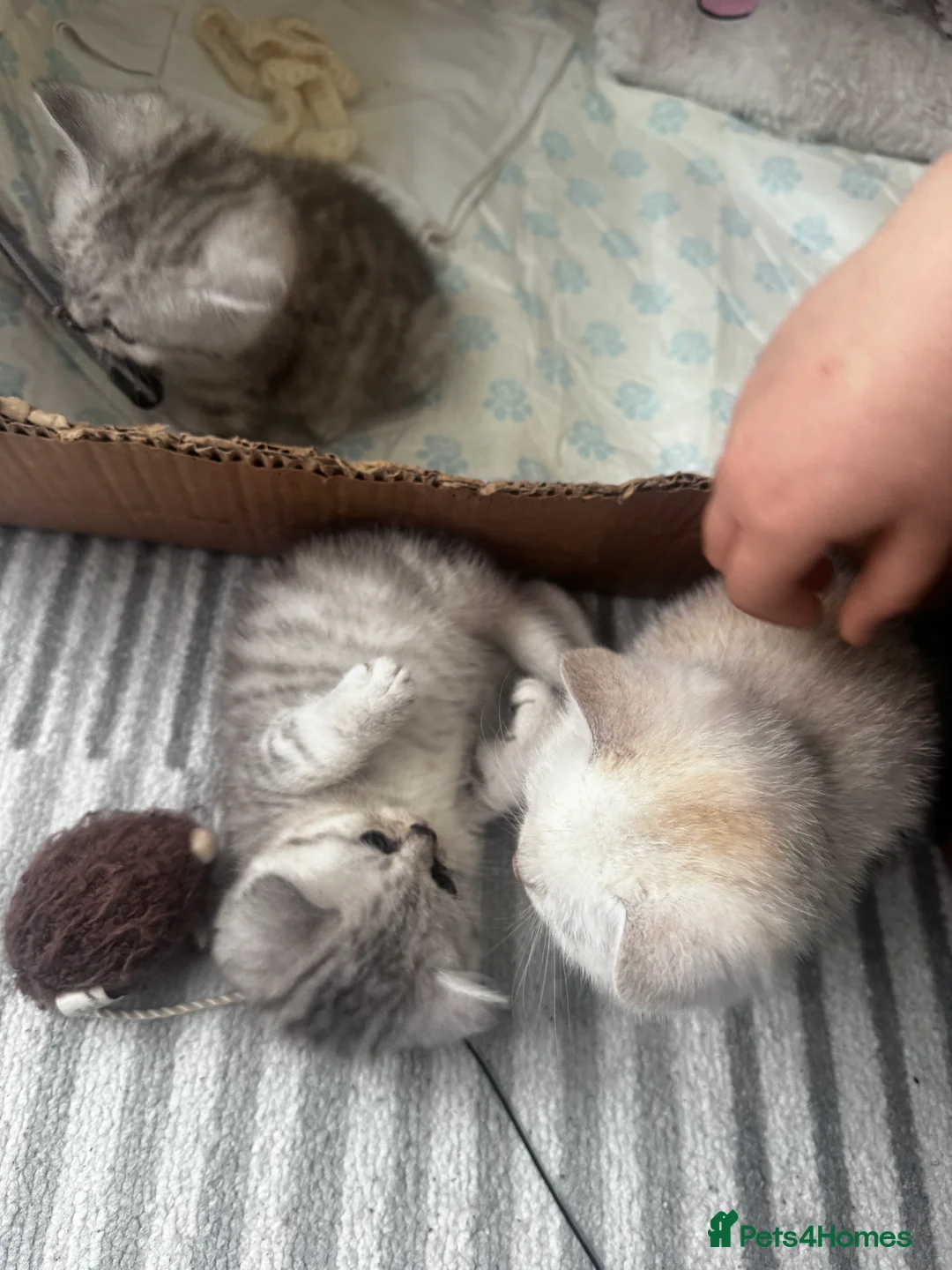 Mixed Breed cats for sale: Scottish Fold × British Shorthair Kittens - Advert 2