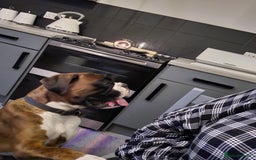 Boxer dogs for stud: KC REGISTERED BRINDLE & WHITE PROVEN STUD.   in Mexborough - Image 24