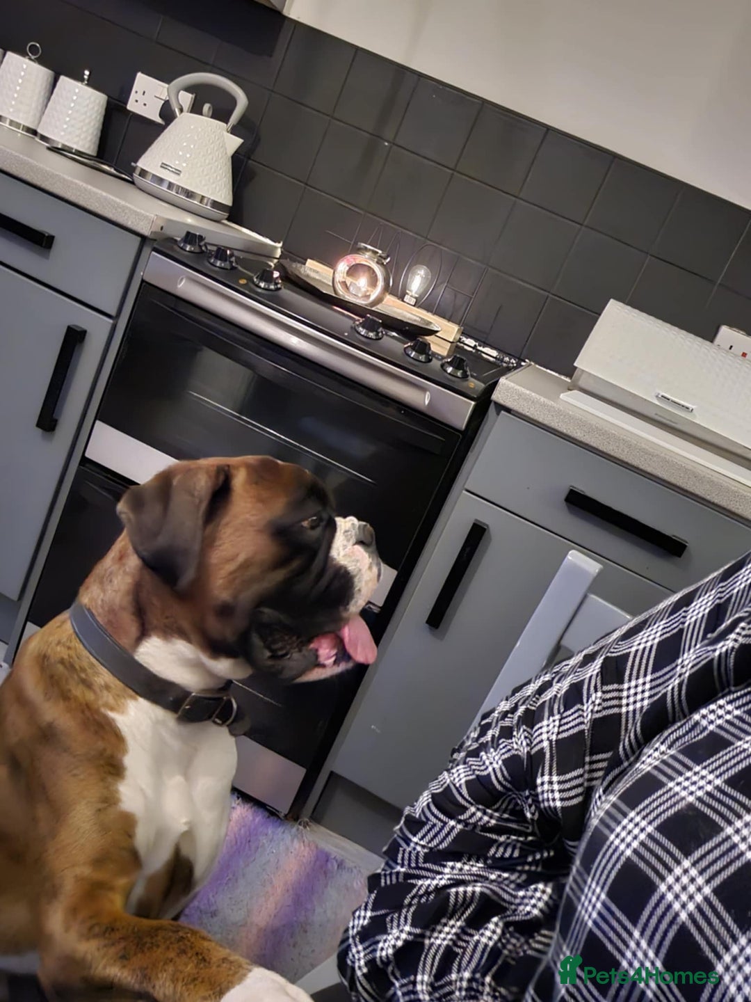 Boxer dogs for stud: KC REGISTERED BRINDLE & WHITE PROVEN STUD.   in Mexborough - Image 24