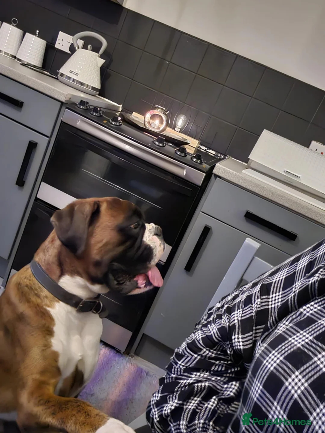 Boxer dogs for stud: KC REGISTERED BRINDLE & WHITE PROVEN STUD.   in Mexborough - Advert 24