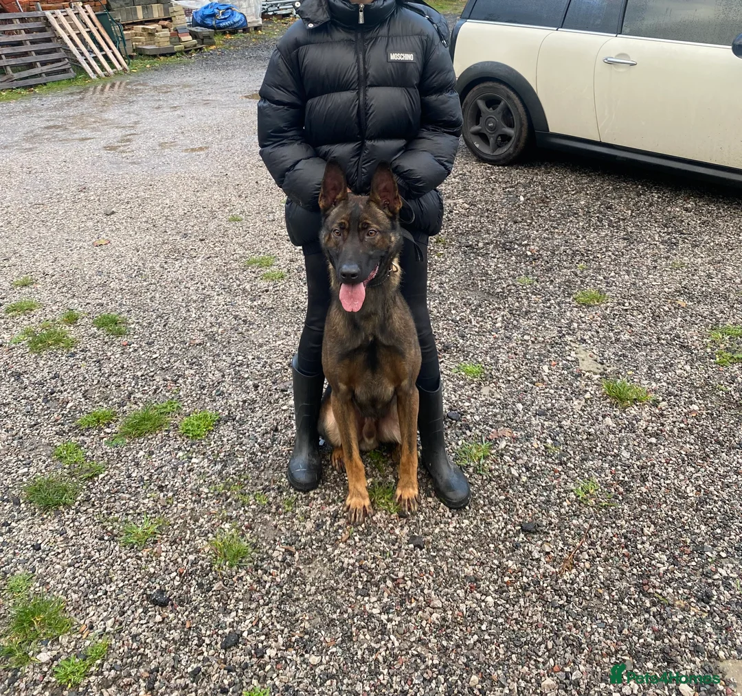 Belgian Shepherd Dog dogs for stud: SERIOUS SIRUS  - Advert 8