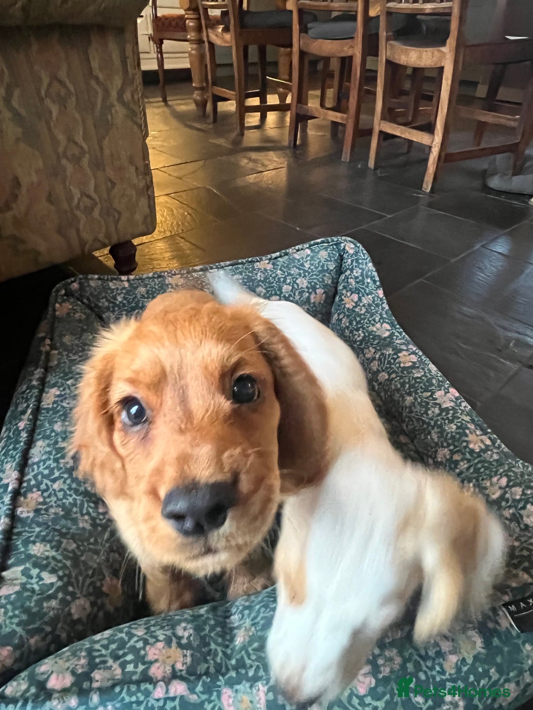 Cocker Spaniel dogs for sale: Working Coker spaniels  in Worcester - Image 16