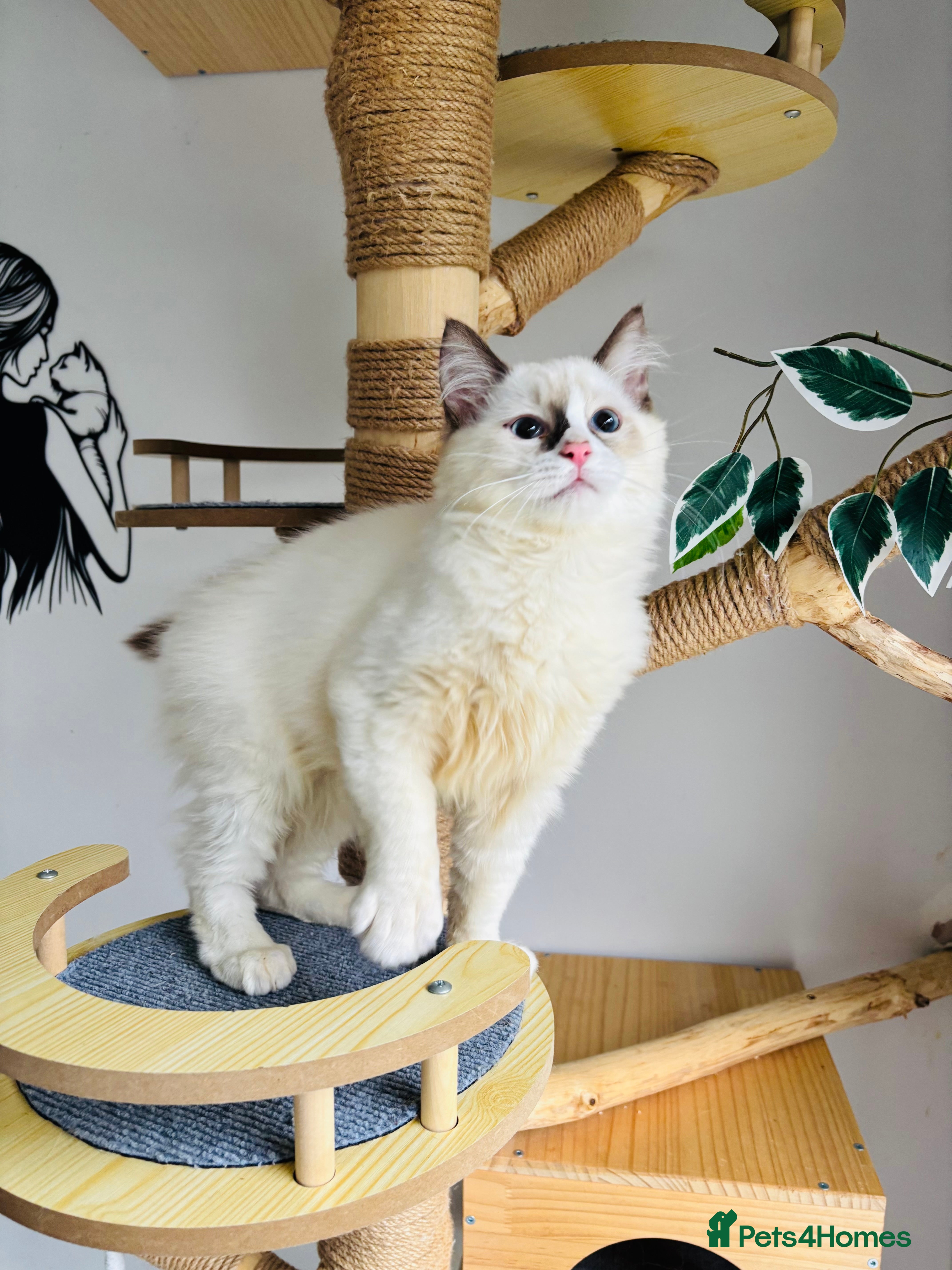 Ragdoll cats Beautiful ragdoll kittens  - Advert 4