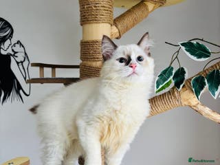 Ragdoll cats Beautiful ragdoll kittens - Advert 16