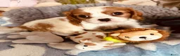 Cavalier King Charles Spaniel dogs for sale: 6 SWEET LITTLE BEAUTIES 2 boys 4 girls  - Advert 7