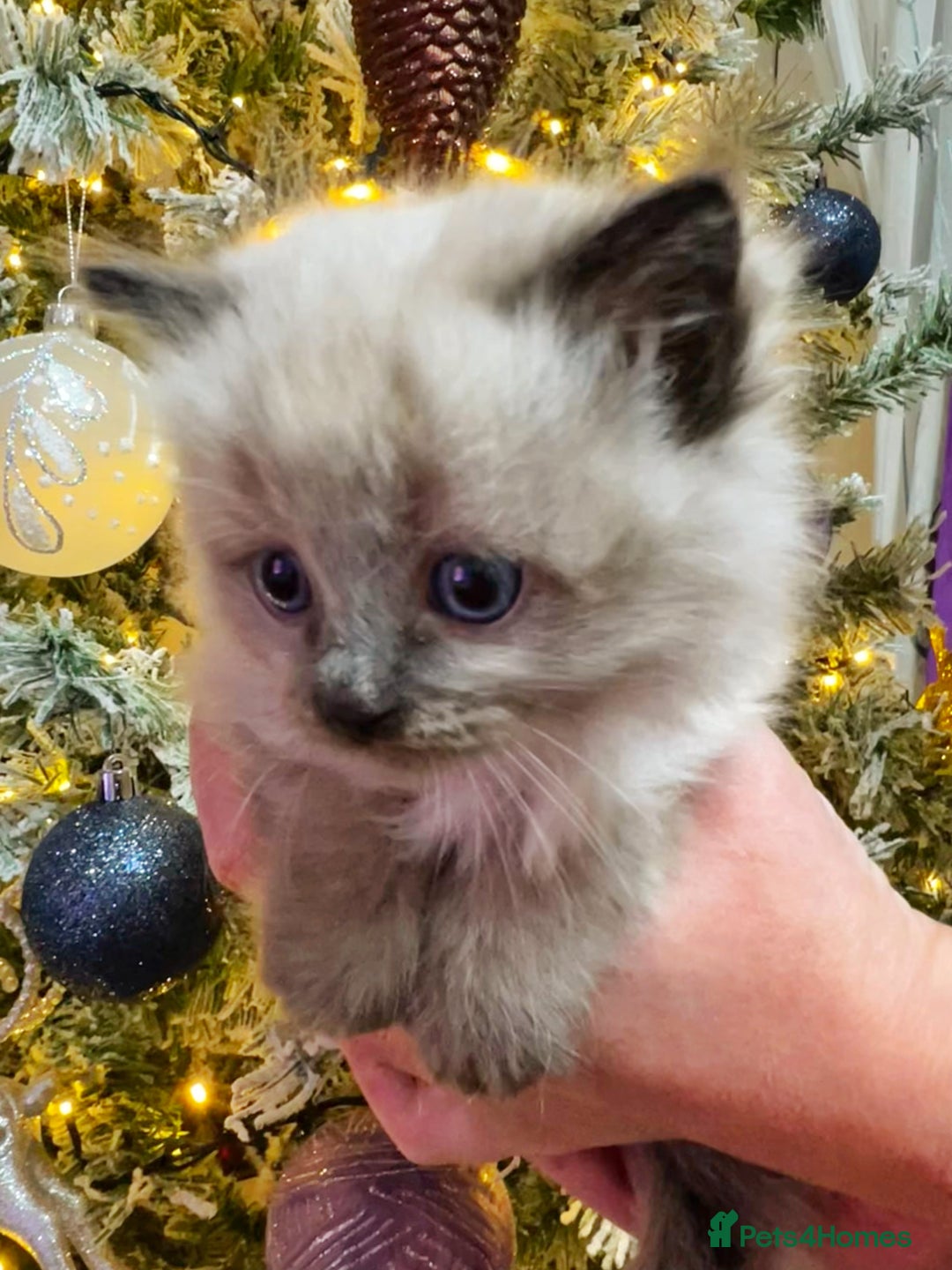 Ragdoll cats for sale: Ragdoll kittens blue point and seal point  - Advert 13