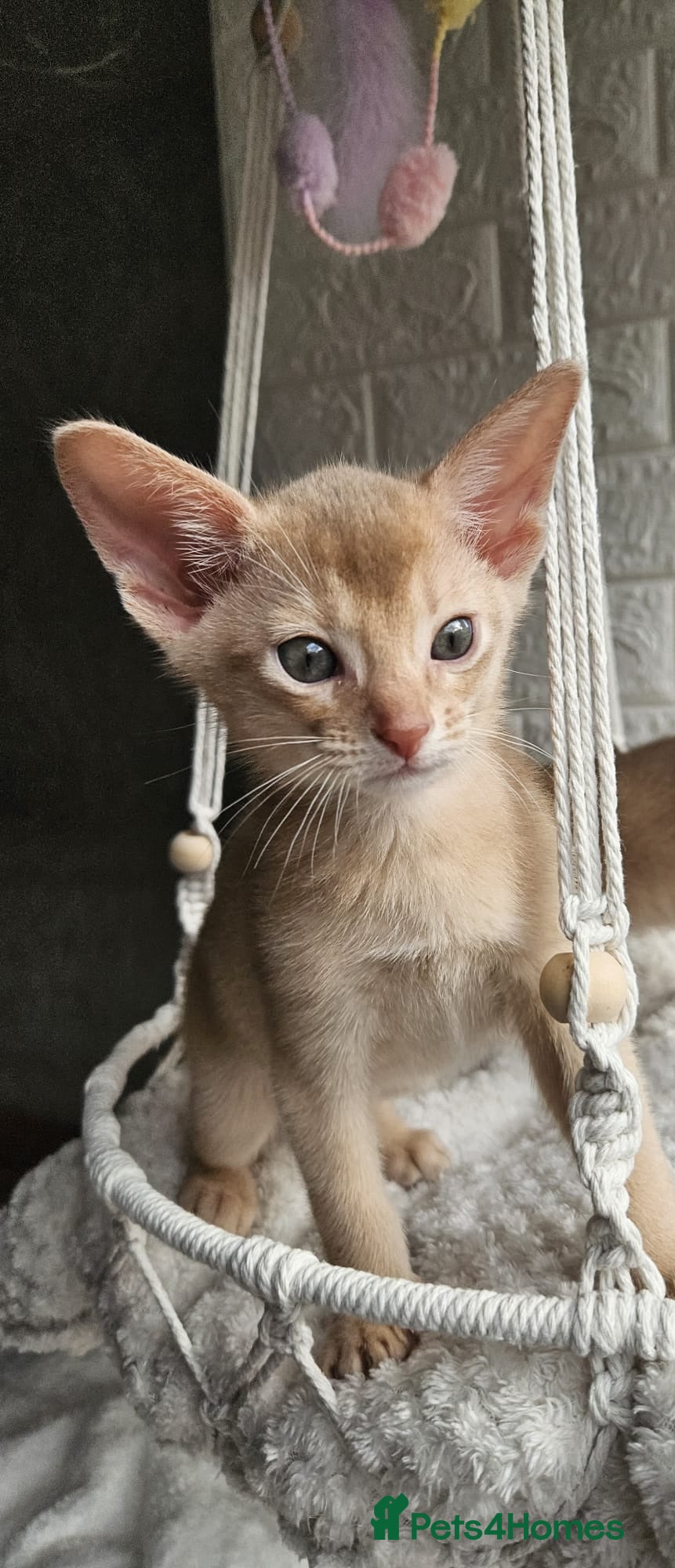 Abyssinian cats Abyssinian  - Advert 3