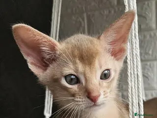 Abyssinian cats Abyssinian - Advert 3
