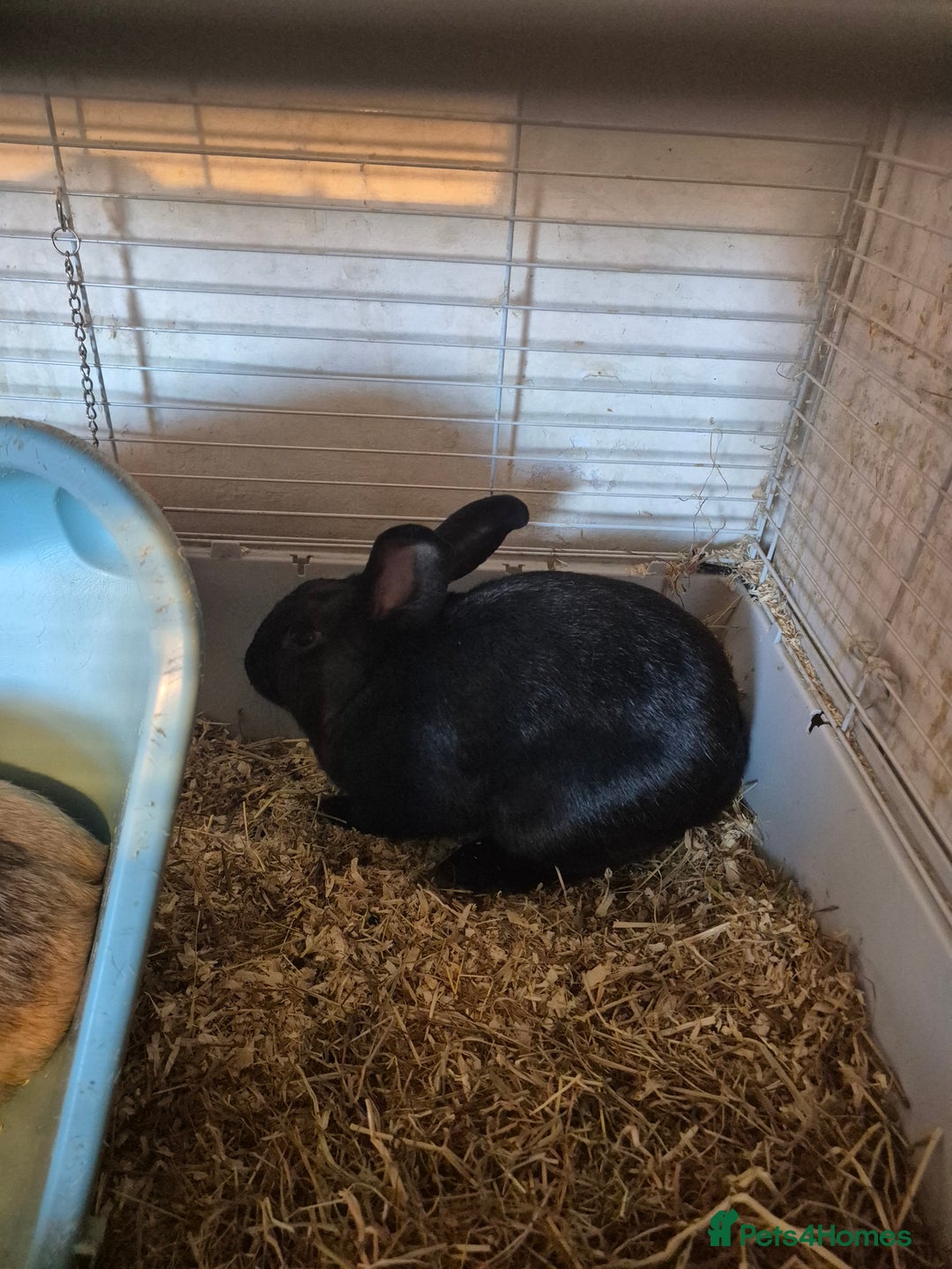 Havana rabbits for sale: Male Rabbits - Advert 5