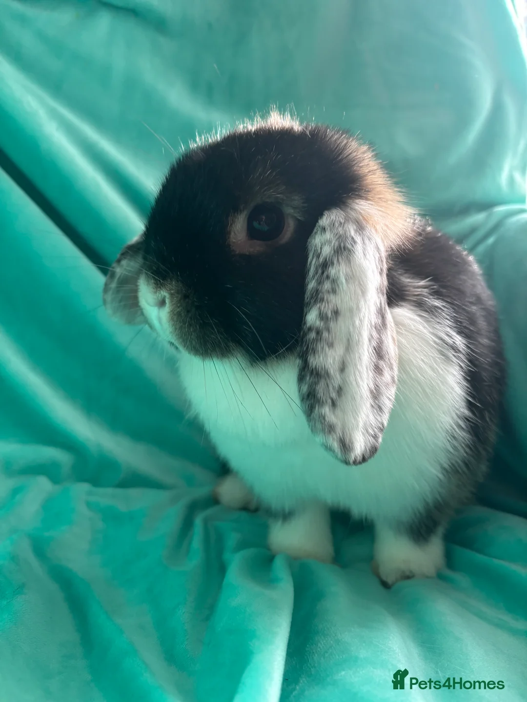 Mini Lop rabbits for sale: Cinder & Toffee Lop Rabbits (f) - Advert 3